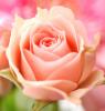 Аватар для Rosebiege